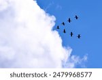 flock of birds flying in a V shape in the sky towards a cloud
