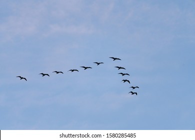 Flock Of Birds Flying In V Shape