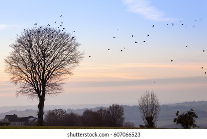 Flock Of Birds Flying To A Winter Tree, After Dusk