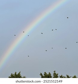 Flock of birds in front of rainbow