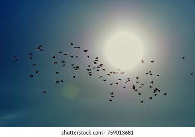 A flock of birds high in the sky against of the sun - Shutterstock ID 759013681