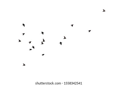 Flock of birds isolated on white background.
