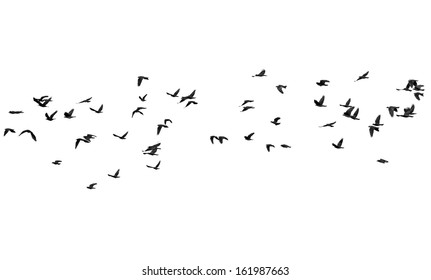 flock of birds isolated on white background, Jackdaw
