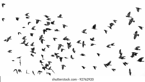 Flock Of Birds Isolated On White Background (Rook  And Jackdaw) 2