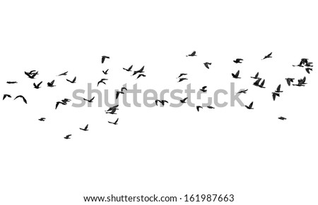 flock of birds isolated on white background, Jackdaw