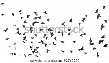flock of birds isolated on white background (Rook  and Jackdaw) 2
