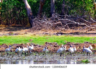 A flock of birds in Kakadu National Park