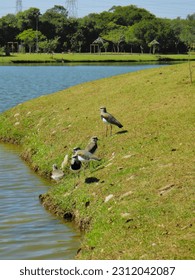 flock of birds known as the Southern Lapwing (quero-quero), walking on the grassy shore of a lake, on a sunny day. - Shutterstock ID 2312042087