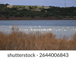 flock of birds in the lake. group of greater Flamingo, Phoenicopterus roseus in the Laguna de Medina, Jerez de la Frontera, Cadiz Province, Spain