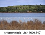 flock of birds in the lake. group of greater Flamingo, Phoenicopterus roseus in the Laguna de Medina, Jerez de la Frontera, Cadiz Province, Spain