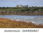 flock of birds in the lake. group of greater Flamingo, Phoenicopterus roseus in the Laguna de Medina, Jerez de la Frontera, Cadiz Province, Spain