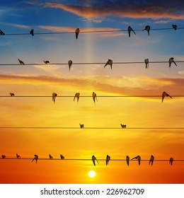 Flock Of Birds On A Background Of Sunrise