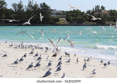 Flock Of Birds On A Beach In Longboat Key, Florida