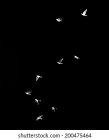 flock of birds on a black background - Shutterstock ID 200475464