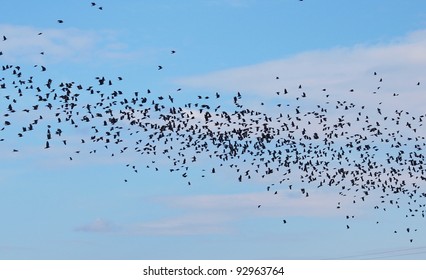 Flock of birds on blue sky - Shutterstock ID 92963764