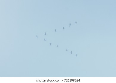 A Flock Of Birds On A Misty Sky