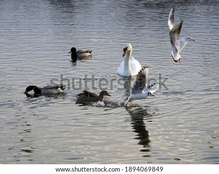 Similar – Image, Stock Photo flock of seagulls