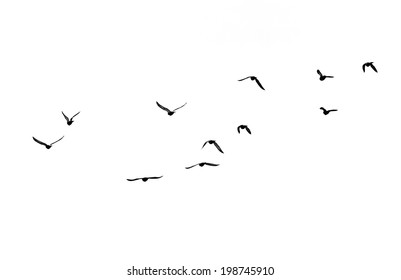flock of birds on a white background - Shutterstock ID 198745910