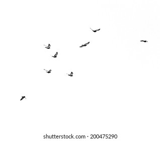 Flock Of Birds On A White Background