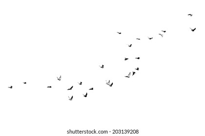 Flock Of Birds On A White Background