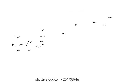 Flock Of Birds On A White Background