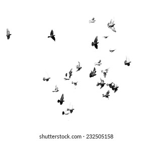flock of birds on a white background - Shutterstock ID 232505158