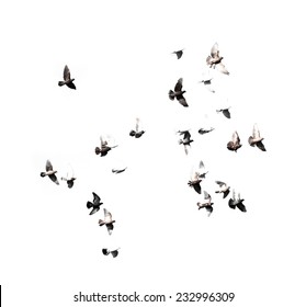 flock of birds on a white background - Shutterstock ID 232996309