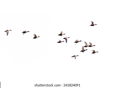 Flock Of Birds On A White Background