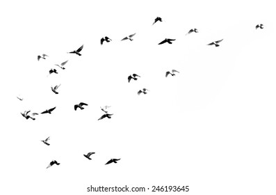 Flock Of Birds On A White Background