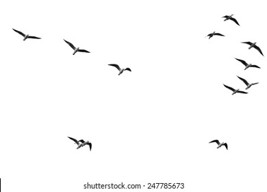 Flock Of Birds On A White Background