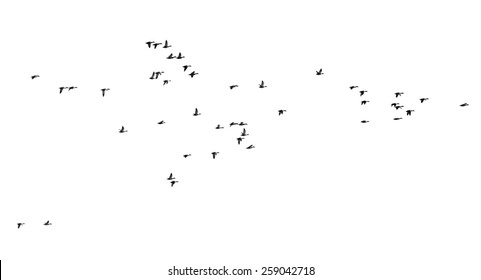 Flock Of Birds On A White Background