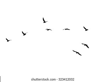 A Flock Of Birds On A White Background