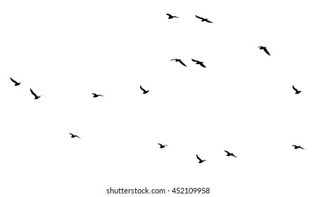 A Flock Of Birds On A White Background