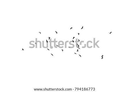 Flock of birds on a white background. For design.
Flock of birds isolated on a white background.