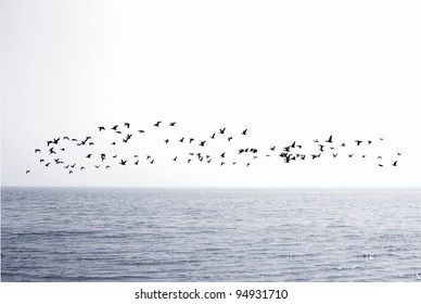 Flock Of Birds Over The Sea