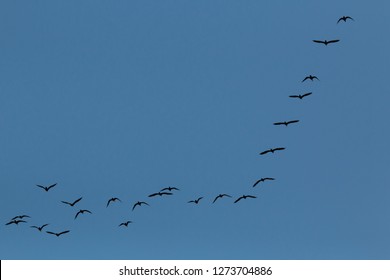 Flock Of Birds Overhead