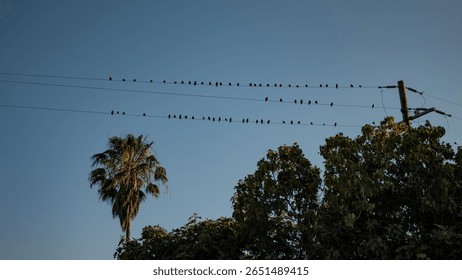 Flock of Birds Perched on Power Lines at Dusk