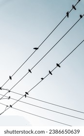 A flock of birds perched on a telephone wire silhouetted against the backdrop of a vivid sunset sky