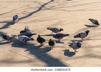 A flock of birds of pigeons pecking bread in a public park. Animals