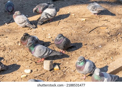 A flock of birds of pigeons pecking bread in a public park. Animals
