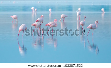 flock of birds pink flamingo walking on the blue salt lake of Cyprus in the city of Larnaca, the concept of romance delicate background of love