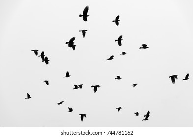 Flock of birds ravens flying in the sky. Black and white photo.