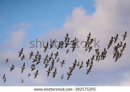 Similar – A flock of white geese in the meadow