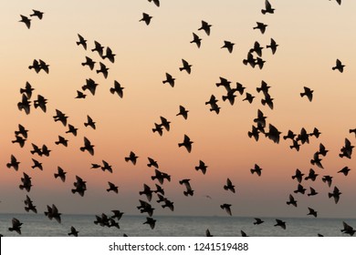 Flock Of Birds Silhouette In The Sky At Sunset 