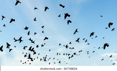 Flock Of Birds Siluated Flying In The Air Away From Viewer