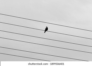A flock of birds sits on electric wires against the backdrop of a cloudy sky. Black and white image .