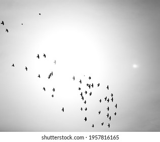 flock of birds in the sky, black and white photo of the animal world. black and white frame shot on film, fuzzy beautiful landscape photo - Shutterstock ID 1957816165