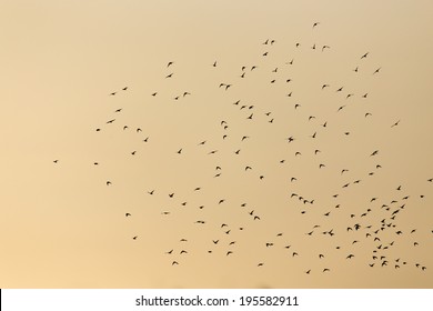 A Flock Of Birds In The Sky At Sunset