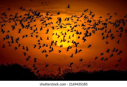 A flock of birds in the sky at sunset. Birds in sunset sky. Crane flock in sunset sky. Cranes in sky at sunset