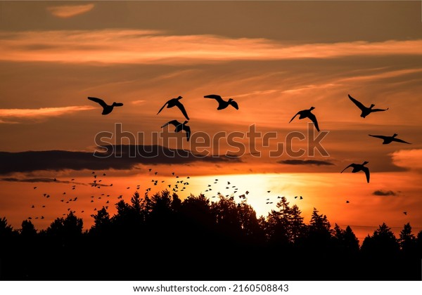 A flock of birds in the sky at sunset. Birds design wallpaper. Sunset birds silhouettes. 